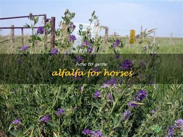 Is alfalfa good for horses feet?