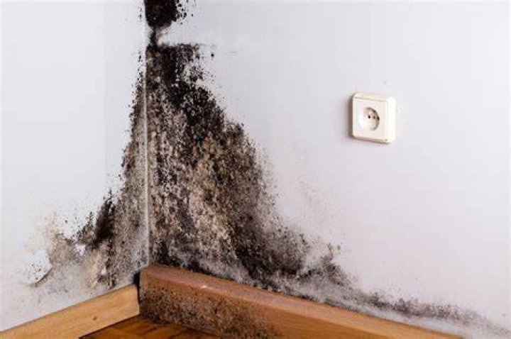 Is all black colored mold toxic?