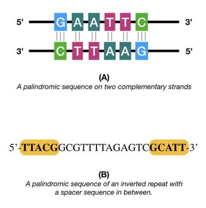 Is all DNA palindromic?