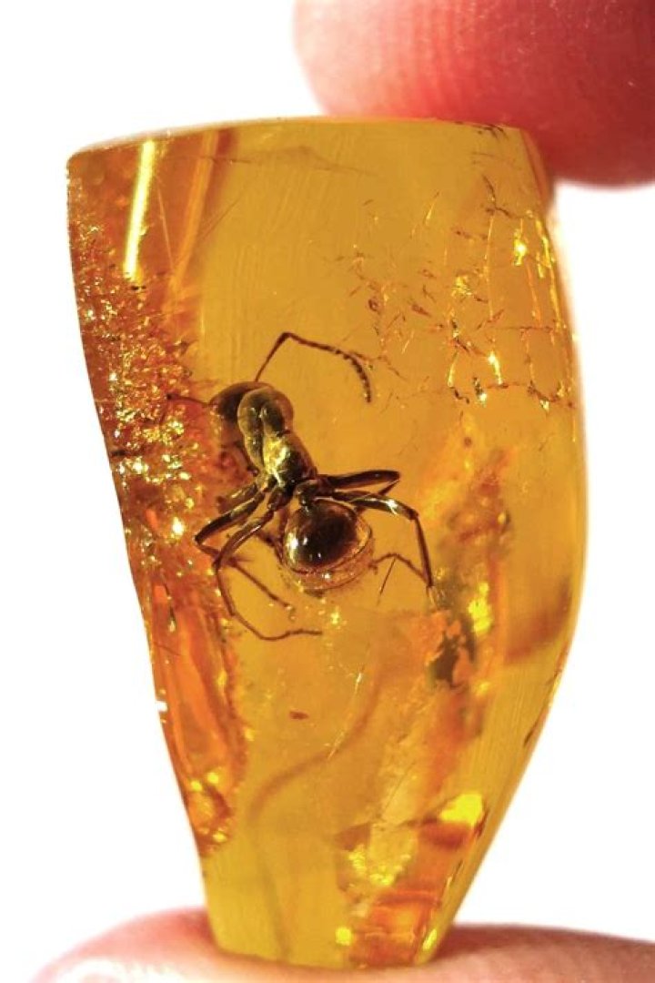 Is amber found in nature?