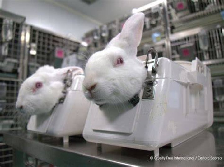 Is animal testing a federal issue?