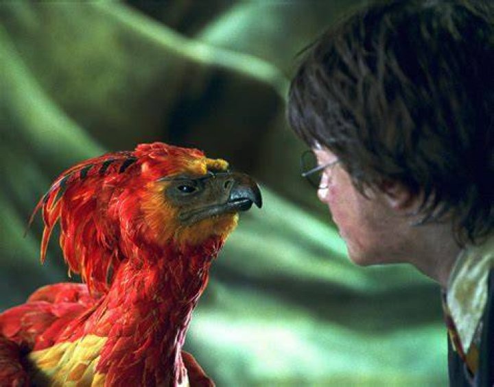Is Aurelius phoenix Fawkes?