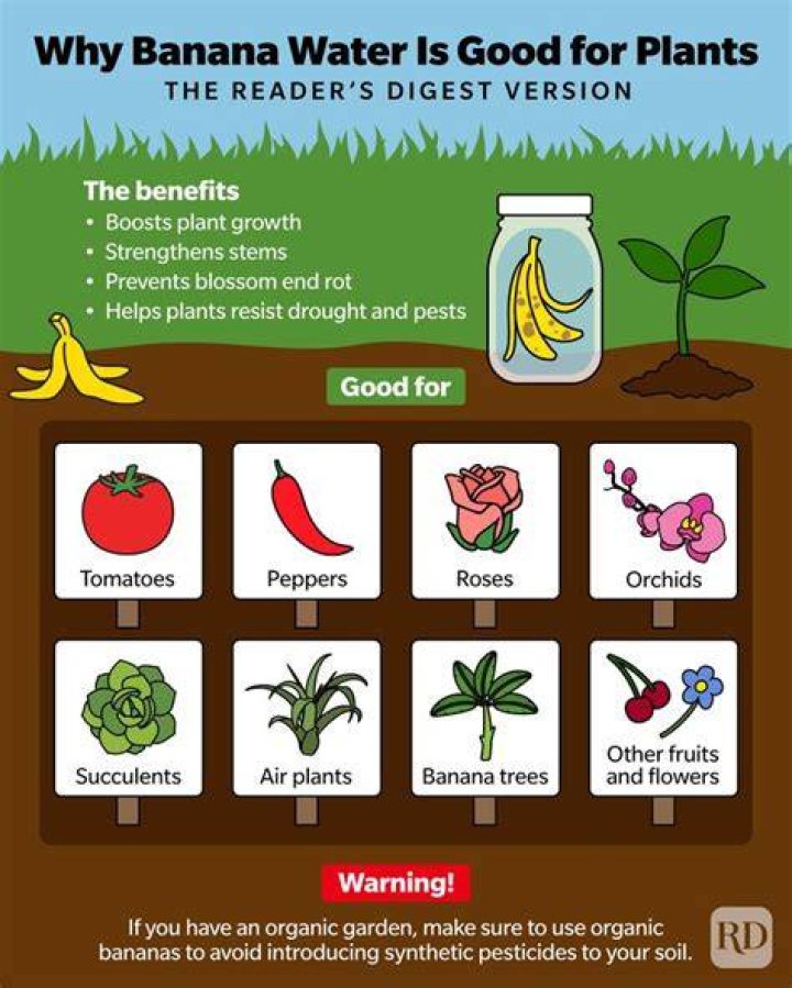 Is banana water good for roses?