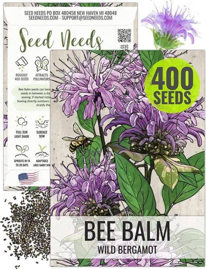 Is bee balm and bergamot the same thing?