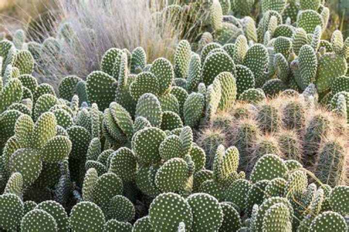 Is cactus growing profitable?