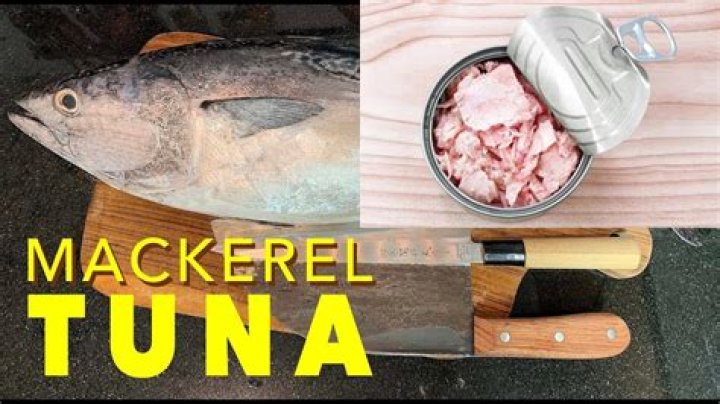 Is canned mackerel better than tuna?