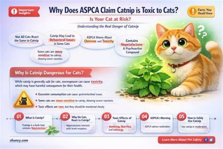 Is catnip toxic to cats?