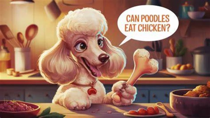 Is Chicken Good for Poodles?