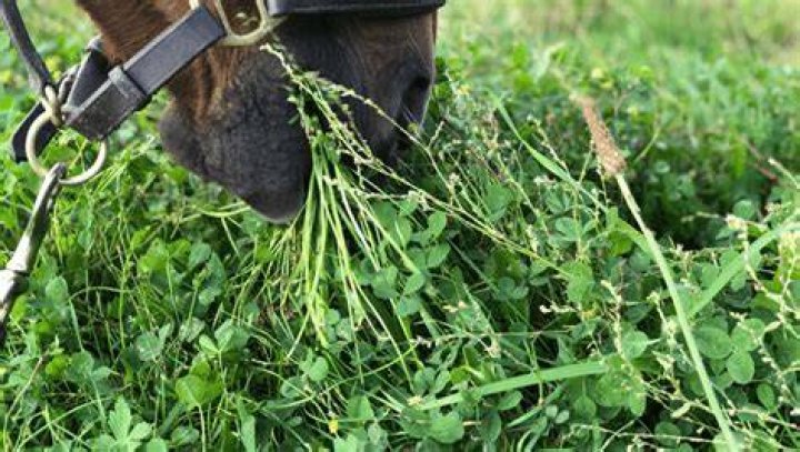 Is clover good for horses to eat?