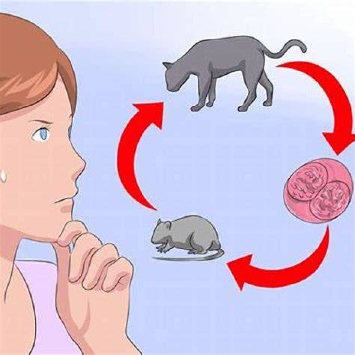 Is coccidiosis contagious in cats?
