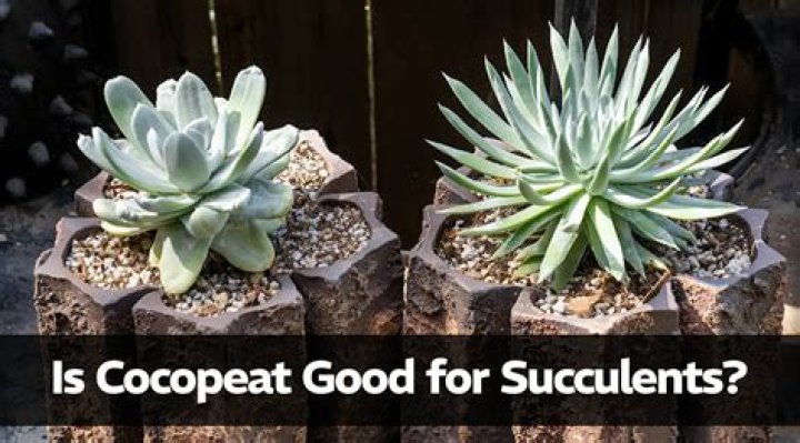 Is Cocopeat good for succulents?