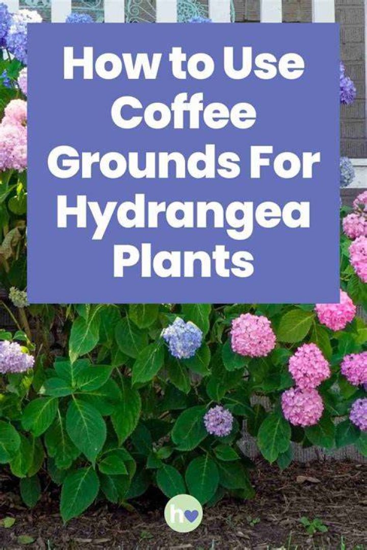 Is coffee good for hydrangeas?