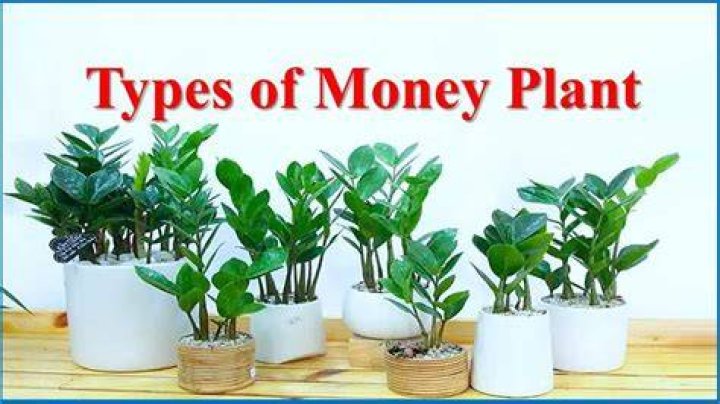 Is coffee good for money plant?