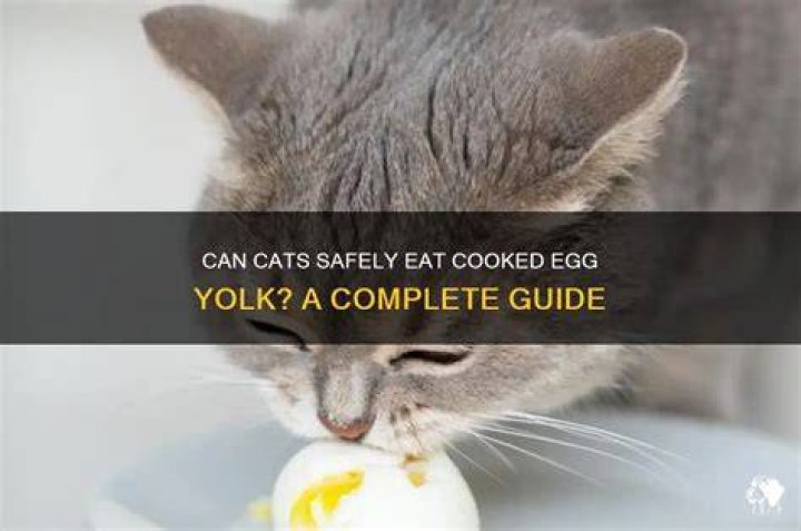Is cooked egg good for cats?