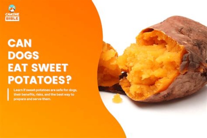 Is cooked sweet potatoes good for dogs?