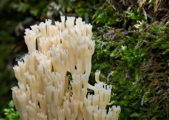 Is coral a mushroom?