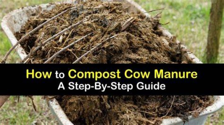 Is cow manure compost good for tomatoes?