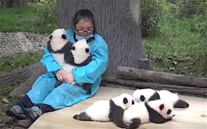 Is cuddling with a panda a job?