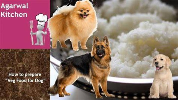 Is dahi chawal good for dogs?