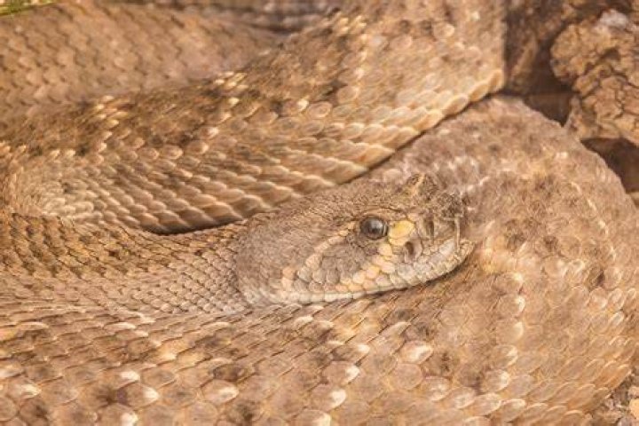 Is diamond found in snake?