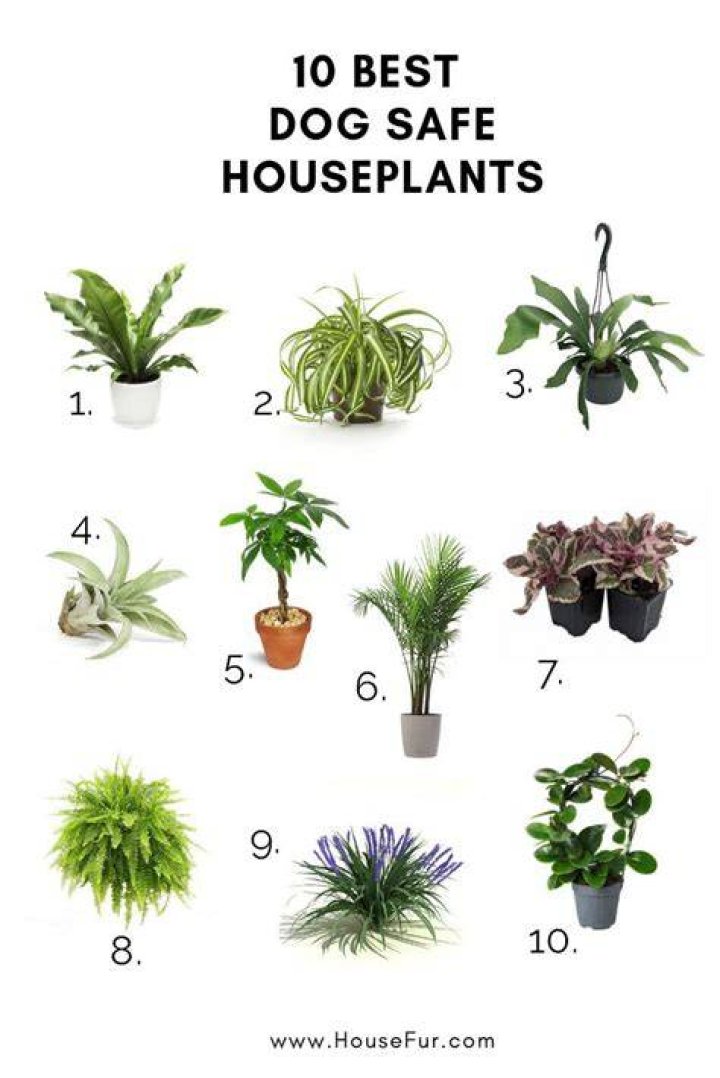 Is dog fur good for plants?