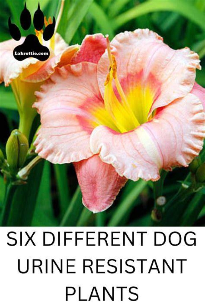 Is dog pee good for plants?