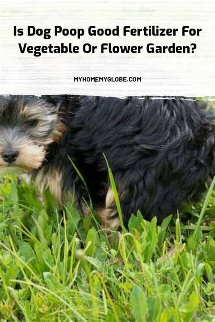 Is dog poop good for plants?