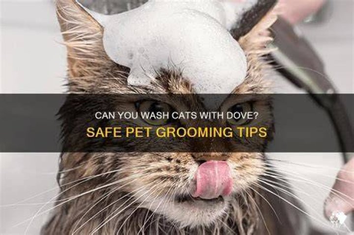 Is Dove shampoo safe for cats?