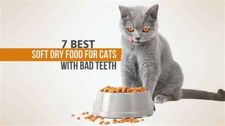 Is dry food too hard for cats?