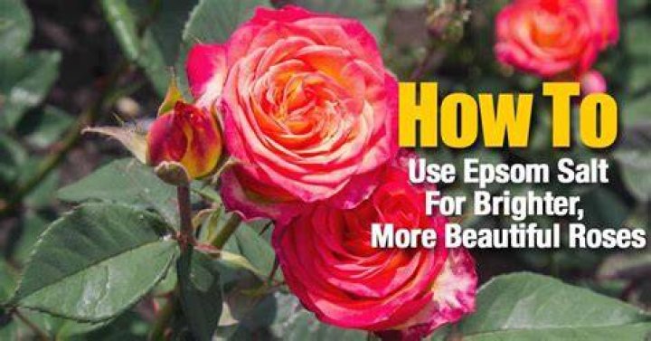 Is Epsom salt good for roses?