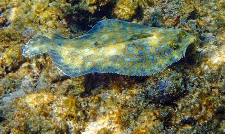 Is flounder a healthy fish to eat?