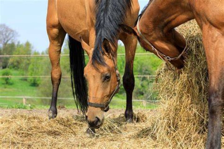 Is green hay bad for horses?