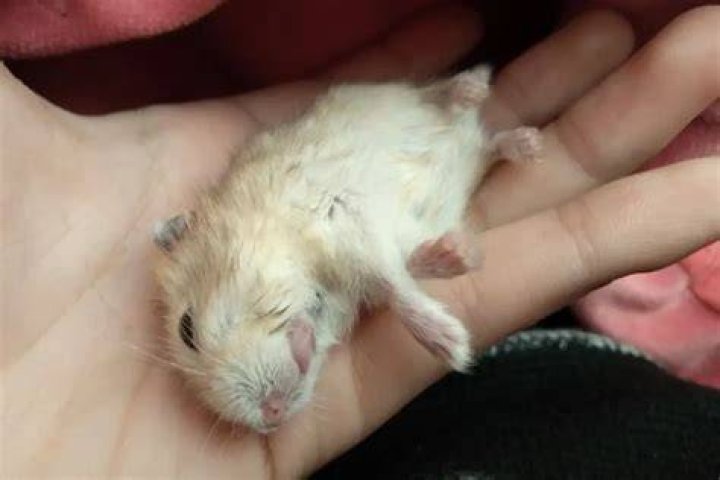 Is hamster dead or hibernating?