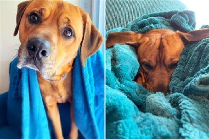 Is having a blankie normal?