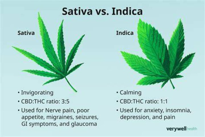 Is Haze an indica or sativa?