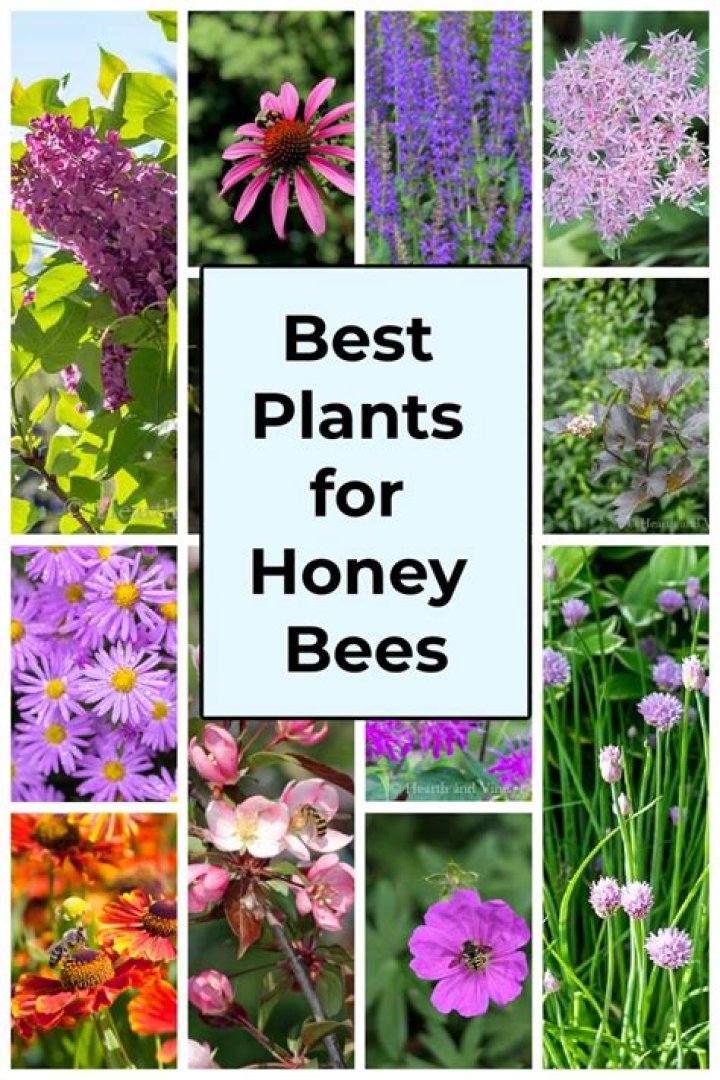 Is honey good for plants?