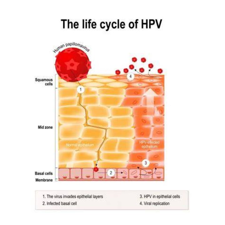 Is HPV for life in males?