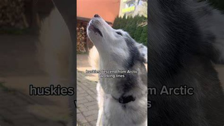 Is husky voice attractive?