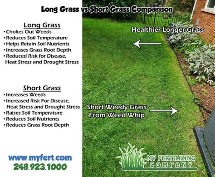 Is it better to cut grass short or long?