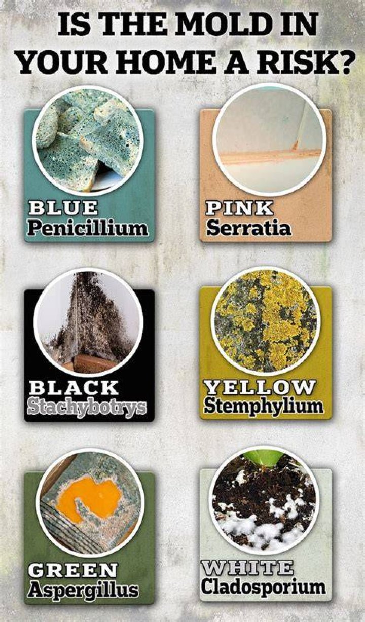 Is it dangerous to live in a house with mold?