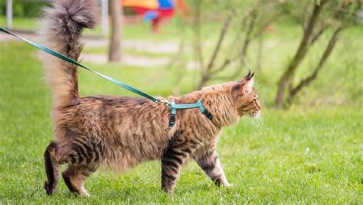 Is it good to walk your cat?