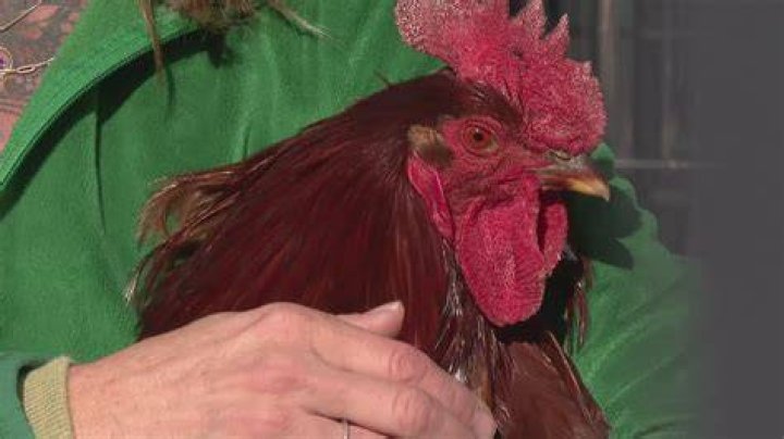 Is it illegal to dub a rooster?