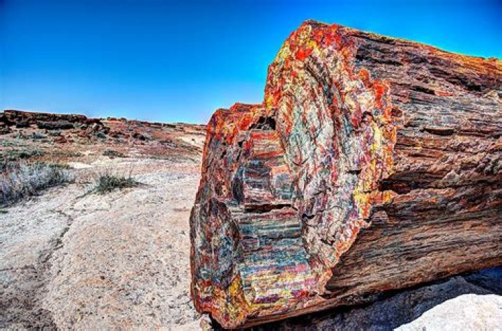 Is it legal to own petrified wood?