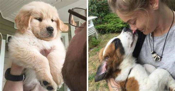 Is it normal to love dogs more than people?