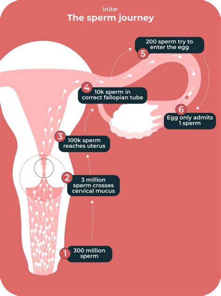 Is it OK if some sperm comes out when trying to conceive?