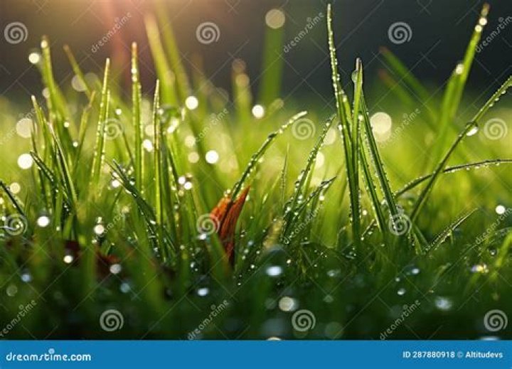 Is it OK to cut grass with morning dew?