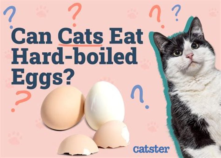Is it OK to give cats hard boiled eggs?