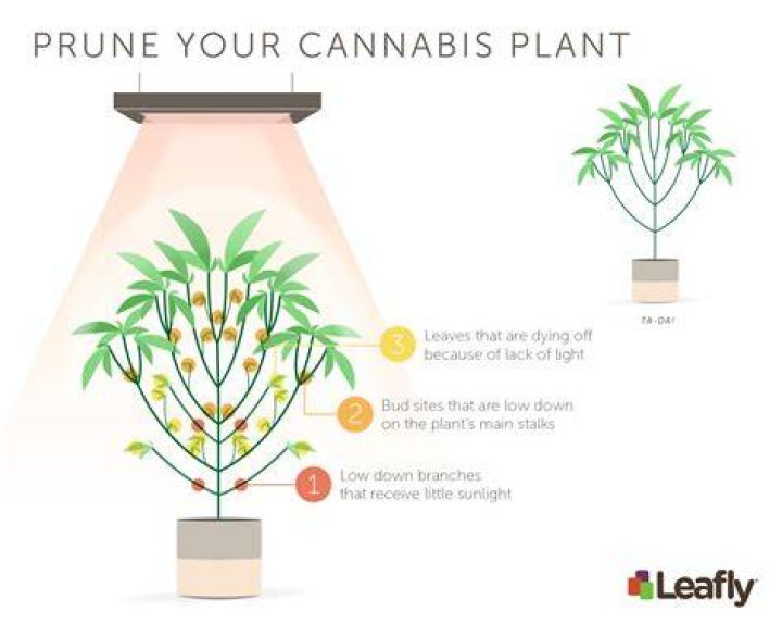 Is it OK to trim leaves during flowering?