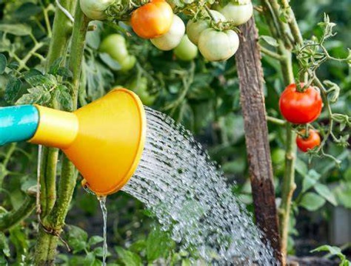 Is it okay to water tomato plants in the sun?