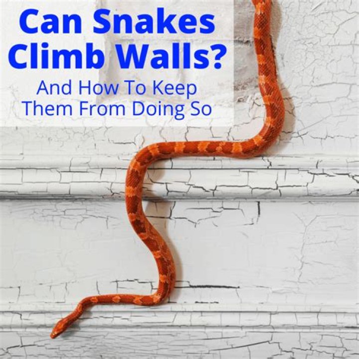 Is it possible to climb walls?